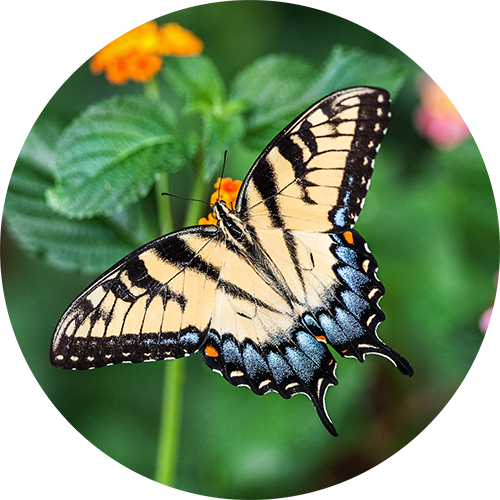 Butterfly_holder1