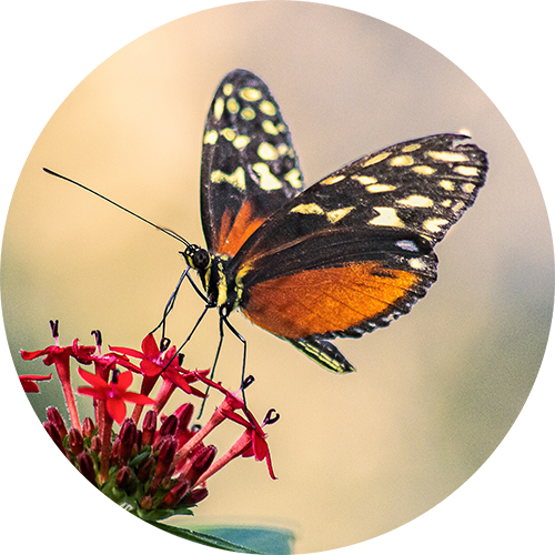 Butterfly_holder2
