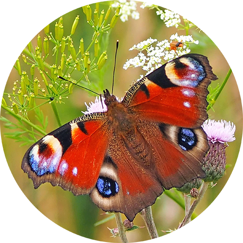 Butterfly_holder3