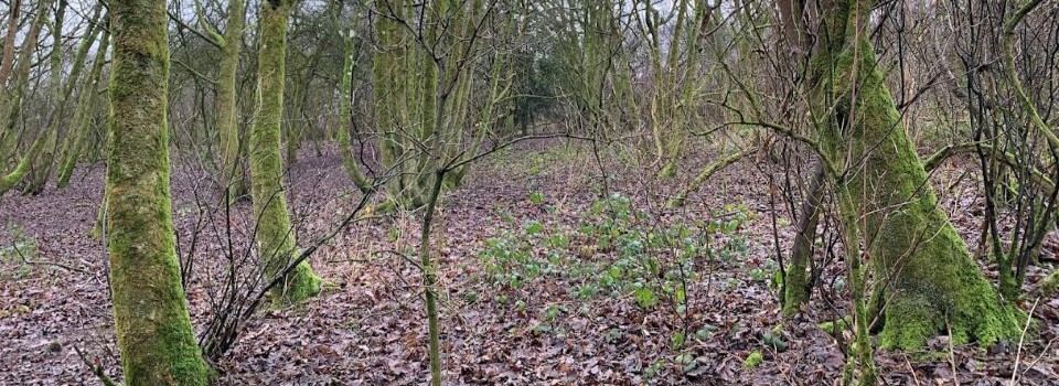 trees in a wood with no clear path showing. Analogy for treading a pathway being like training new pathways in your brain